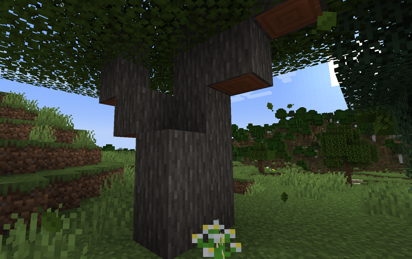 7 Acacia 2.png