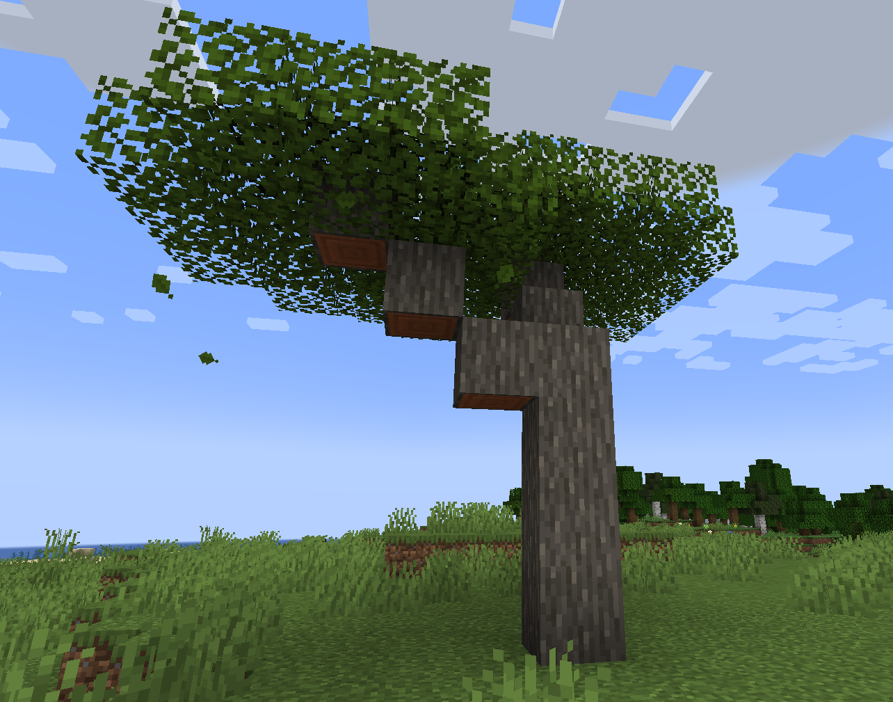 7 Acacia A.png