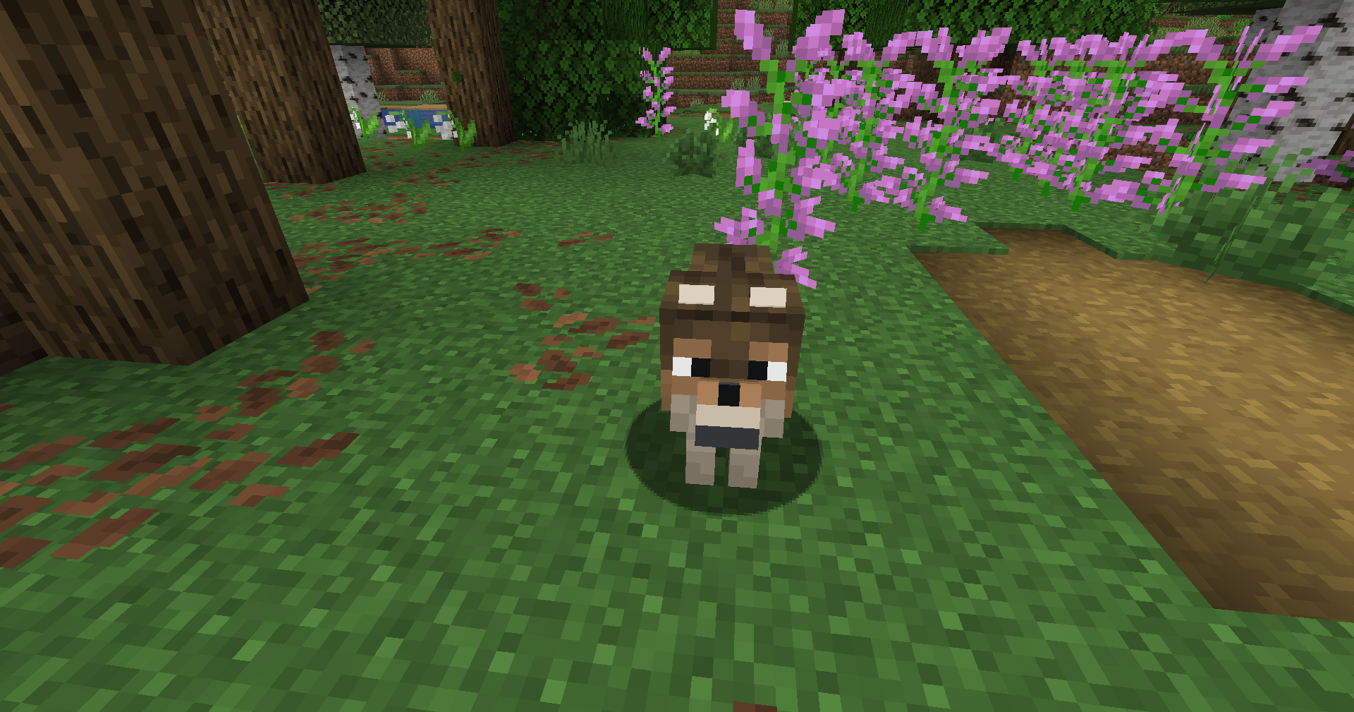Loup.png