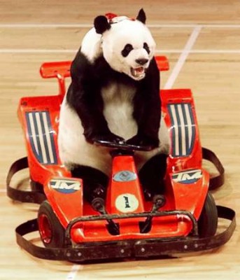 panda-conduire.jpg