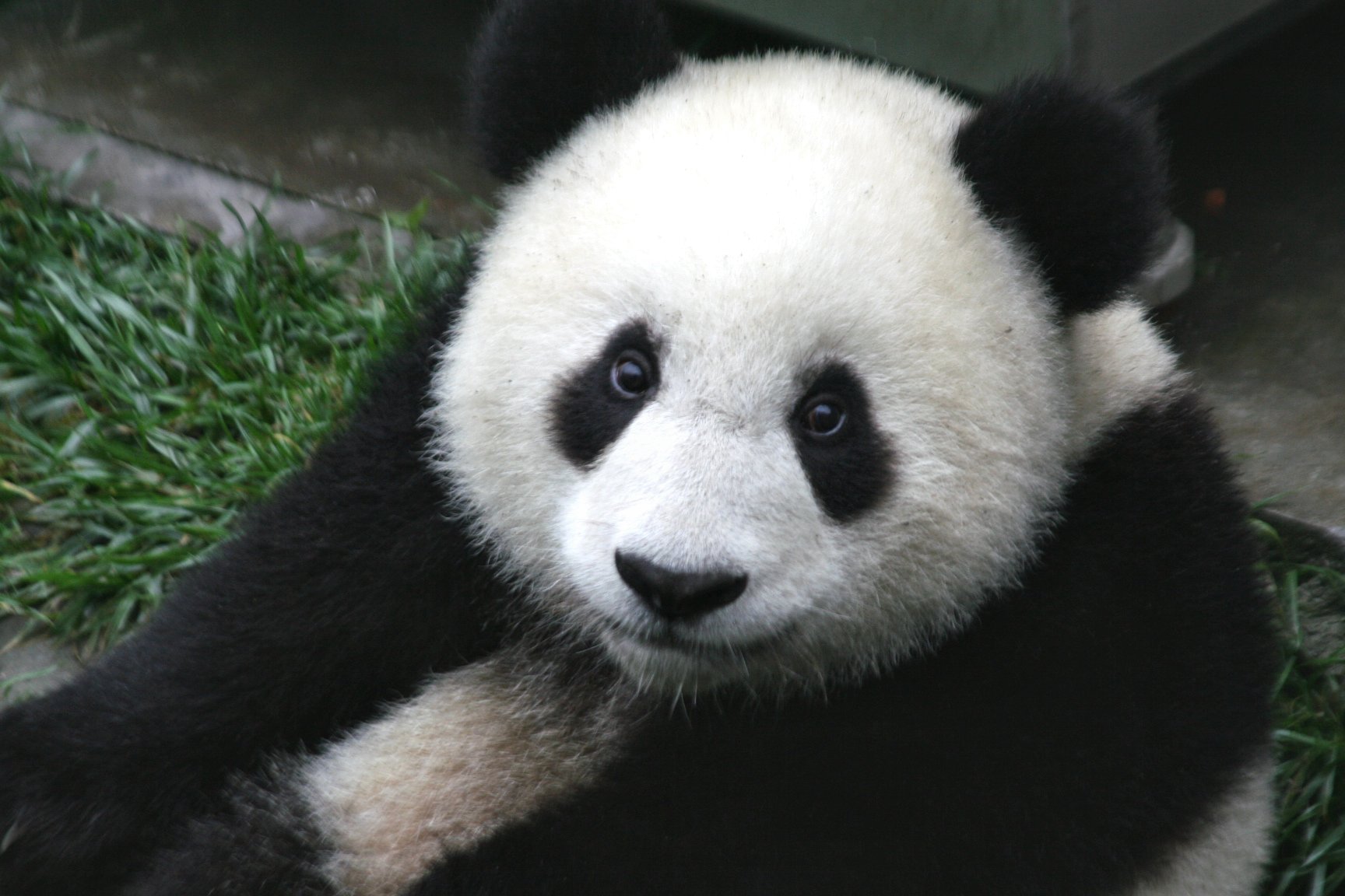 Panda-Cub-Wolong-Sichuan-China.jpg