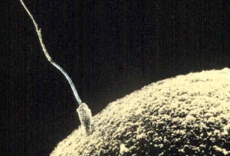 RTEmagicC_45015_spermatozoide_DR_03_txdam35435_9dd4e4.jpg