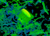 minecraft_dynamic_map_cave.png