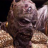 Amon_Ralh