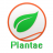 Plantae