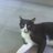 le_chat_109