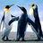 M_Ponguin