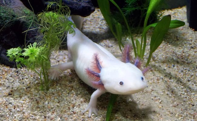 Actu (positives) : Adoptez un axolotl ; Les 10 000 siestes quotidiennes des  manchots - Curieux!