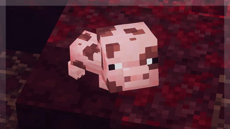 Bébé cochon  DLC Ascension nébuleuse Minecraft Dungeons