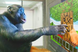 lincroyable-histoire-du-singe-qui-a-appris-a-jouer-a-minecraft-une-avancee-pour-la-recherche-sur-le-comportement-animal