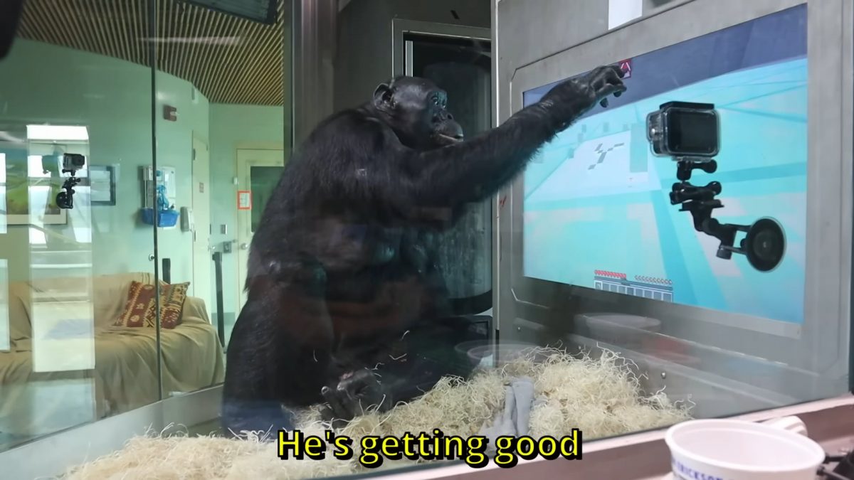kanzi, le bonobo en train de jouer à Minecraft