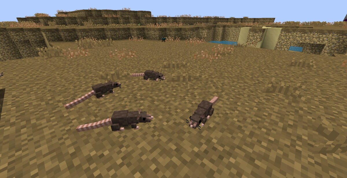 Rats dans un désert sec dans MC Eternal Minecraft