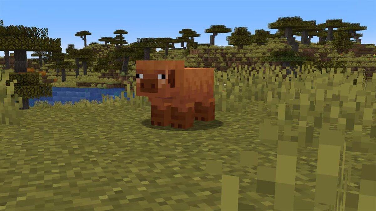 Cochon chaud Minecraft dans un biome de savane – nouvelle variante de la mise à jour game drop 2025