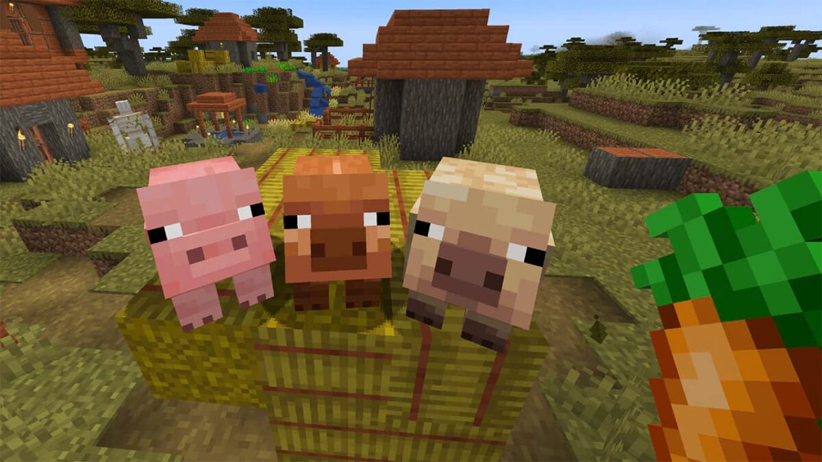 Variations de cochons Minecraft : cochon classique, cochon chaud et cochon froid dans un village de savane – mise à jour game drop 2025.