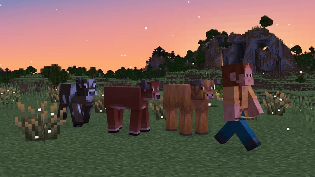 Un joueur de Minecraft marchant avec trois vaches : une vache tempérée, une vache chaude et une vache froide, dans un paysage au crépuscule.