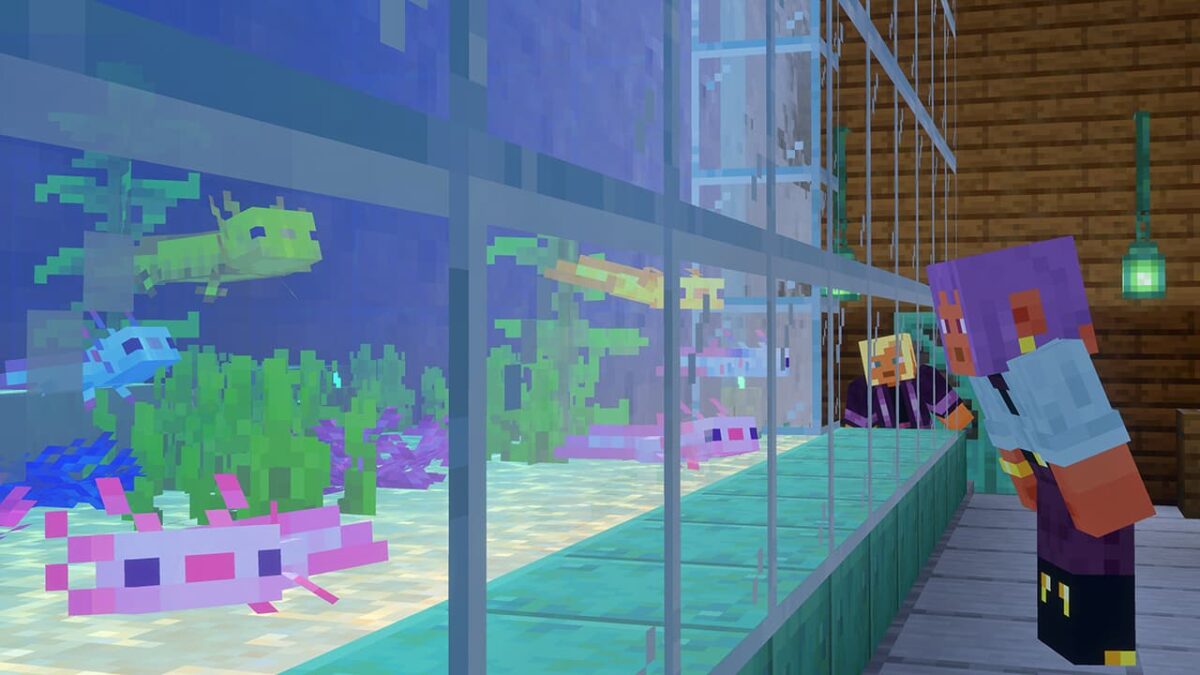 Bébés axolotls Minecraft observés dans un aquarium avec leurs nouveaux modèles juvéniles colorés